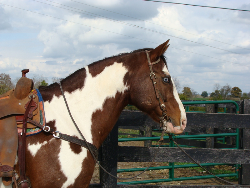 BIG FLASHY CHESTNUT & WHITE OVERO PAINT CROSSBRED, USED FOR RANCH WORK