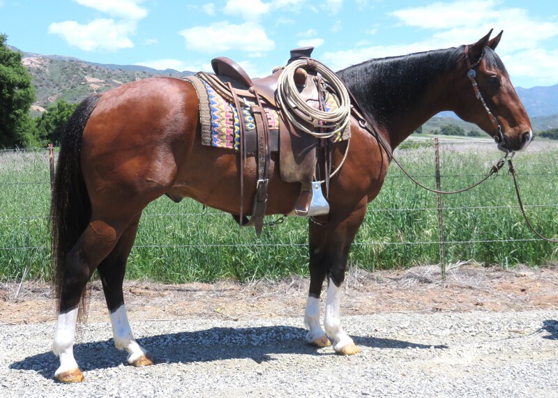 9 YEAR OLD 15.1 HAND BAY GELDING +++VIDEO+++