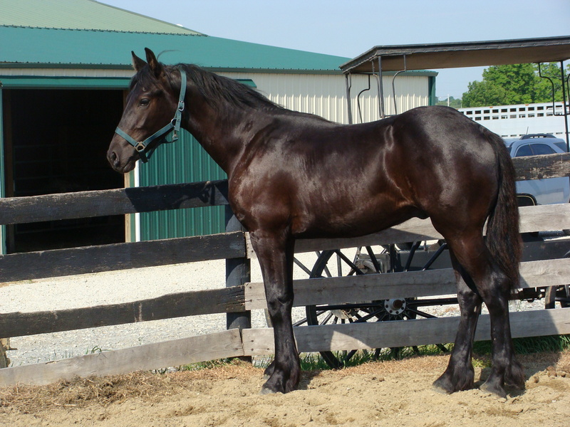 Black Horses for Sale