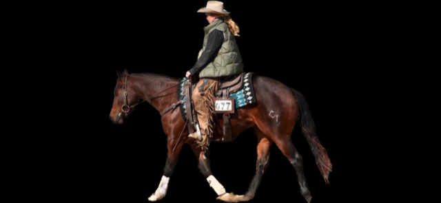 3 YEAR OLD 14.2 HAND BAY MARE ***VIDEO***