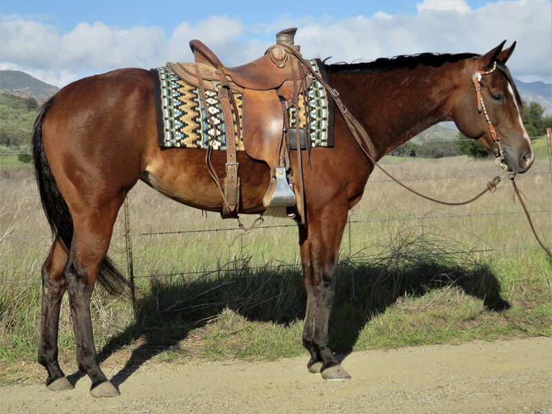 3 YEAR OLD 14.2 HAND BAY MARE ***VIDEO***