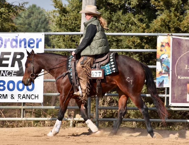 3 YEAR OLD 14.2 HAND BAY MARE ***VIDEO***