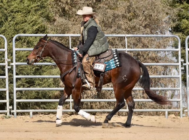 3 YEAR OLD 14.2 HAND BAY MARE ***VIDEO***