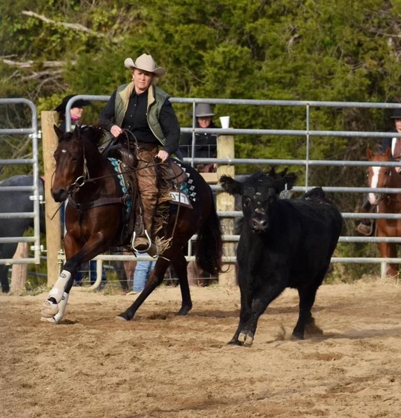 3 YEAR OLD 14.2 HAND BAY MARE ***VIDEO***