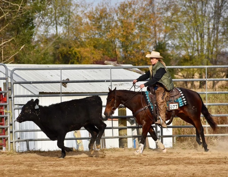 3 YEAR OLD 14.2 HAND BAY MARE ***VIDEO***