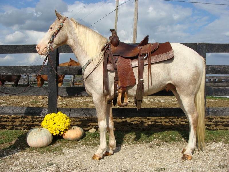 WALKALOOSA GELDING, NATURALLY GAITED, ANYONE CAN RIDE For Sale in
