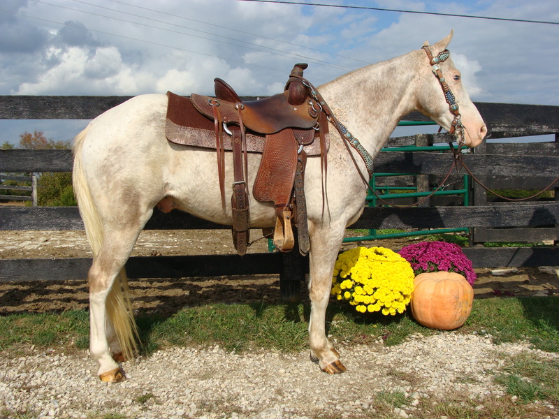 WALKALOOSA GELDING, NATURALLY GAITED, ANYONE CAN RIDE For Sale in