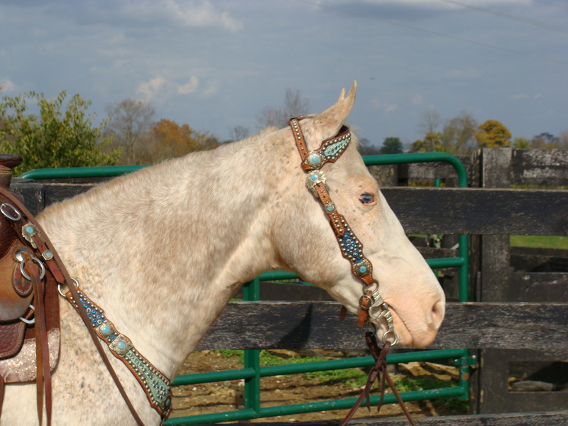 WALKALOOSA GELDING, NATURALLY GAITED, ANYONE CAN RIDE For Sale in