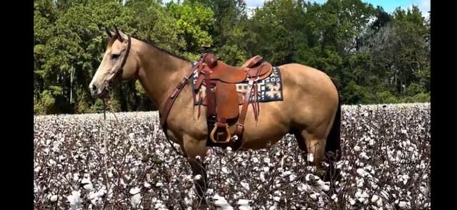 9 YEAR OLD 15 HAND BUCKSKIN GELDING