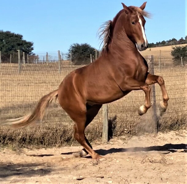 ANCCE Approved Chestnut Stallion from 3 stamp sire and 3 stamp dam