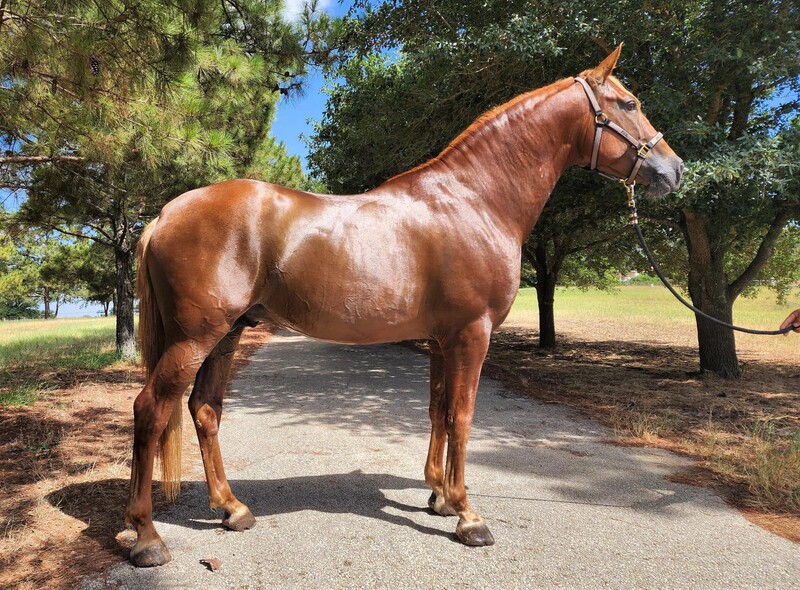 ANCCE Approved Chestnut Stallion from 3 stamp sire and 3 stamp dam