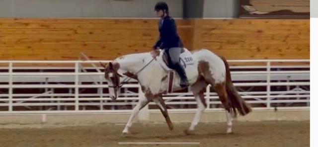 12 YEAR OLD 16.2 HAND SORREL OVERO PAINT GELDING