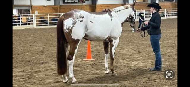 12 YEAR OLD 16.2 HAND SORREL OVERO PAINT GELDING