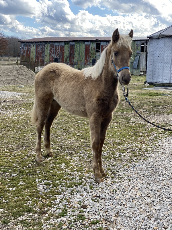 Kentucky Mountain Horses for Sale