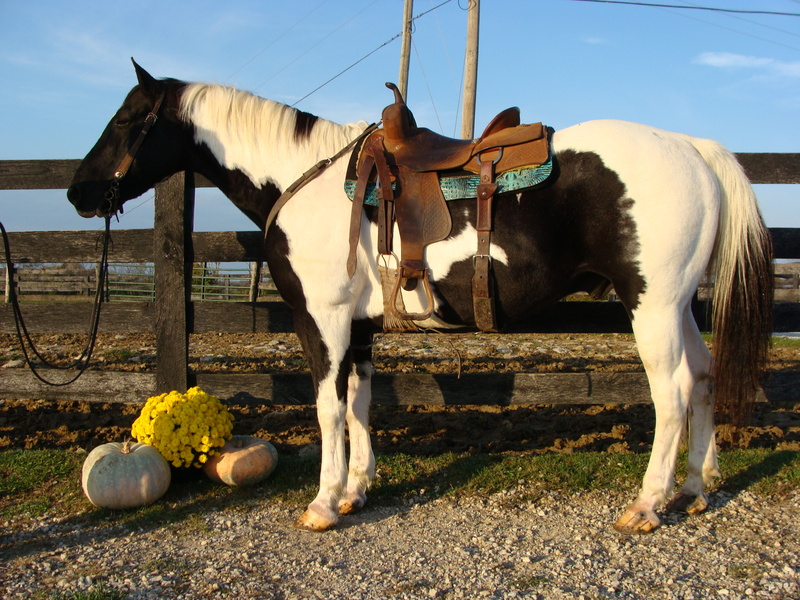 BIG GENTLE BLACK & WHITE PAINT GELDING, ANYONE CAN RIDE For Sale in