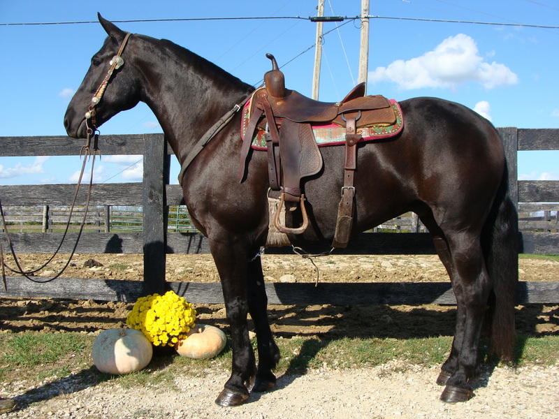 BIG PRETTY FRIESIAN QUARTER HORSE CROSSBRED GELDING, RIDES AND DRIVES