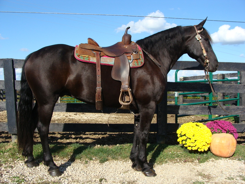 BIG PRETTY FRIESIAN QUARTER HORSE CROSSBRED GELDING, RIDES AND DRIVES
