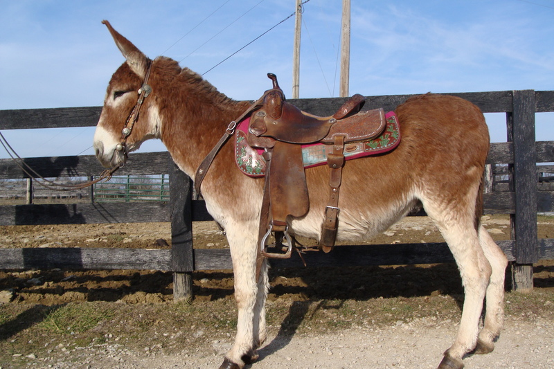 VERY GENTLE SORREL CUT JACK DONKEY, ANYONE CAN RIDE For Sale in Fleming