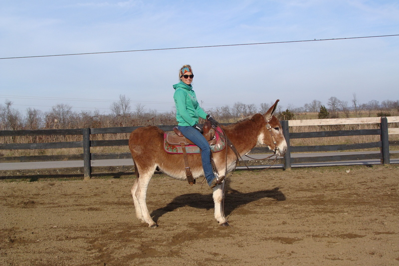 VERY GENTLE SORREL CUT JACK DONKEY, ANYONE CAN RIDE For Sale in Fleming