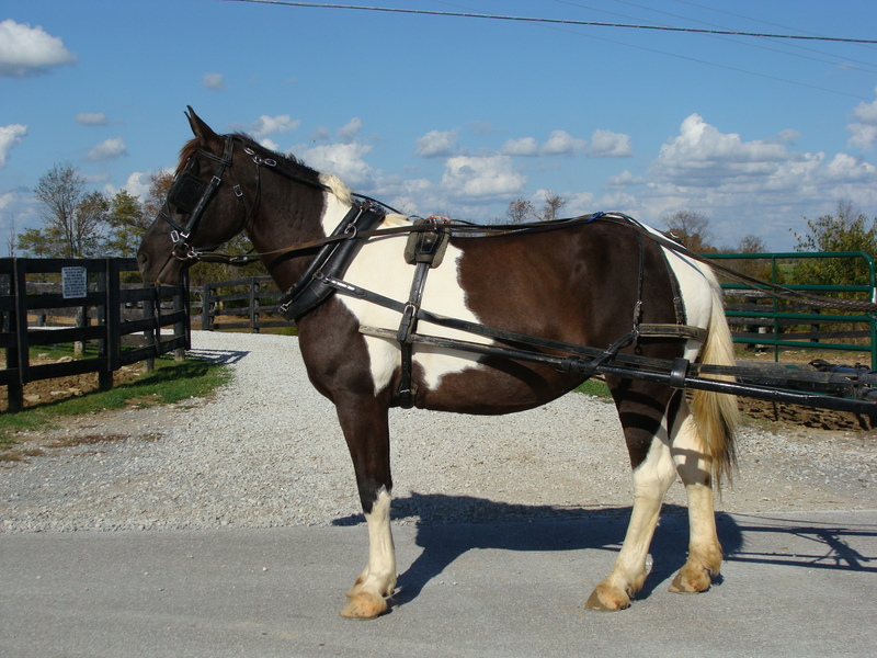 BEGINNER SAFE AND YOUTH FRIENDLY SPOTTED DRAFT MARE, RIDES AND DRIVES, QUIET For Sale in Fleming
