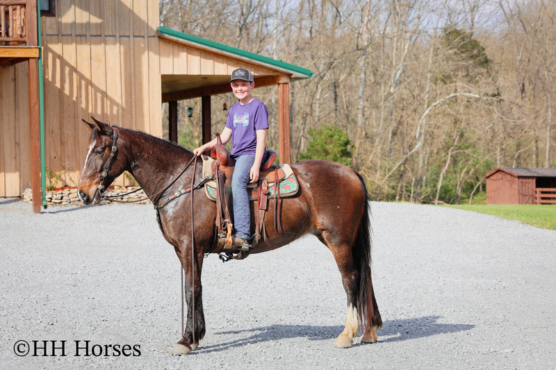 GENTLE, YOUTH RIDDEN AND DRIVEN, FLASHY OVERO DARK BAY PERCHERON PAINT CROSSBRED MARE, RIDES, WORKS, DRIVES 