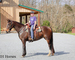 GENTLE, YOUTH RIDDEN AND DRIVEN, FLASHY OVERO DARK BAY PERCHERON PAINT CROSSBRED MARE, RIDES, WORKS, DRIVES 