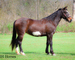 GENTLE, YOUTH RIDDEN AND DRIVEN, FLASHY OVERO DARK BAY PERCHERON PAINT CROSSBRED MARE, RIDES, WORKS, DRIVES 