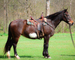 GENTLE, YOUTH RIDDEN AND DRIVEN, FLASHY OVERO DARK BAY PERCHERON PAINT CROSSBRED MARE, RIDES, WORKS, DRIVES 