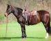 GENTLE, YOUTH RIDDEN AND DRIVEN, FLASHY OVERO DARK BAY PERCHERON PAINT CROSSBRED MARE, RIDES, WORKS, DRIVES 