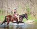 GENTLE, YOUTH RIDDEN AND DRIVEN, FLASHY OVERO DARK BAY PERCHERON PAINT CROSSBRED MARE, RIDES, WORKS, DRIVES 