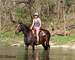 GENTLE, YOUTH RIDDEN AND DRIVEN, FLASHY OVERO DARK BAY PERCHERON PAINT CROSSBRED MARE, RIDES, WORKS, DRIVES 