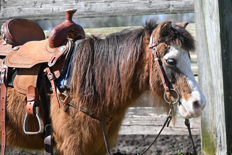 Gentle Lead Line Pony Gelding 
