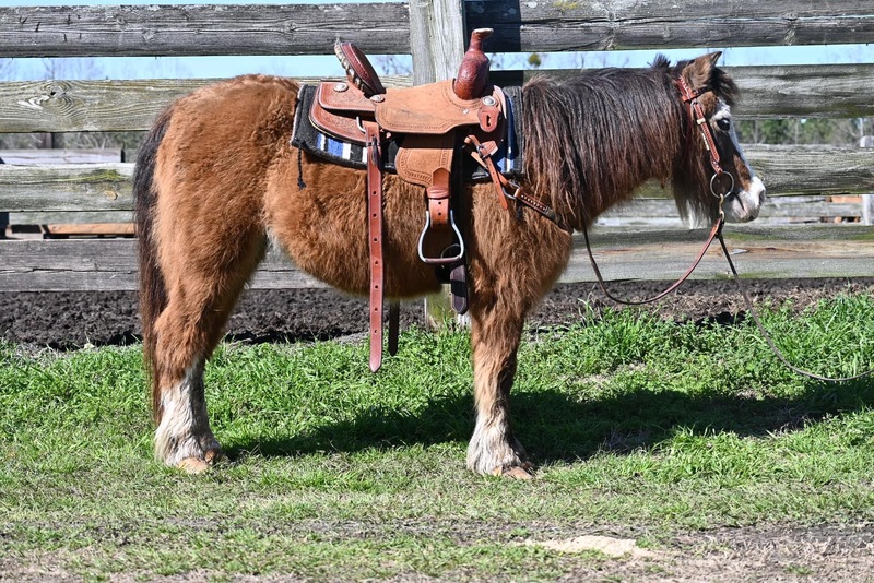 Gentle Lead Line Pony Gelding 