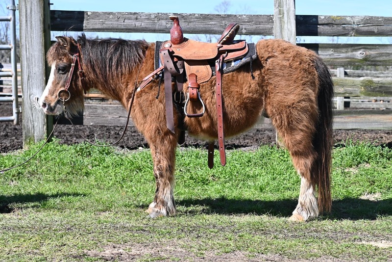 Gentle Lead Line Pony Gelding 
