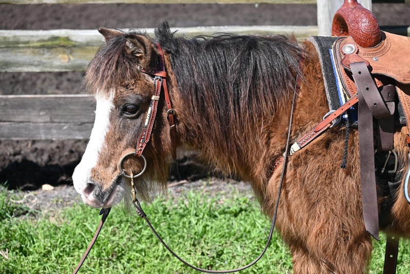 Gentle Lead Line Pony Gelding 