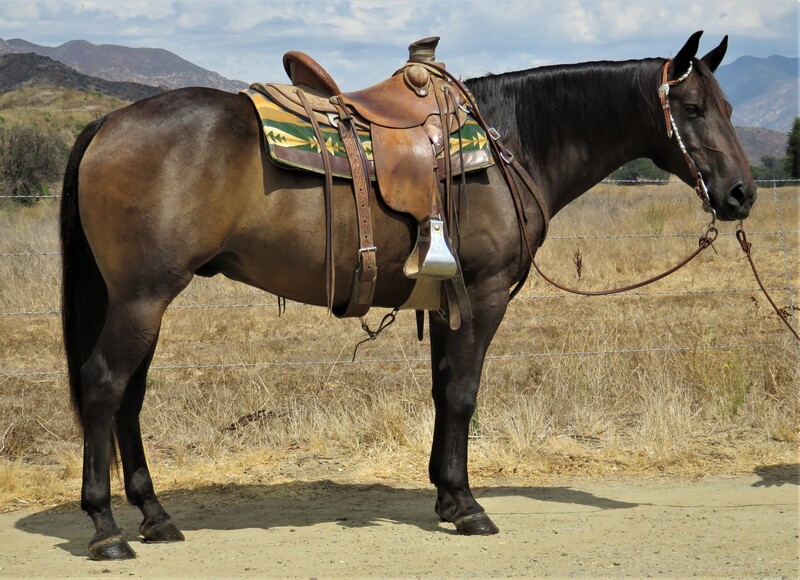 Brown Other Horses for Sale Jerviss Quarter Horses, Oak View