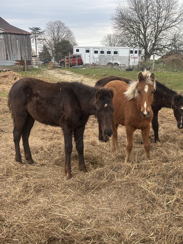 Gorgeous Black Yearling Colt 