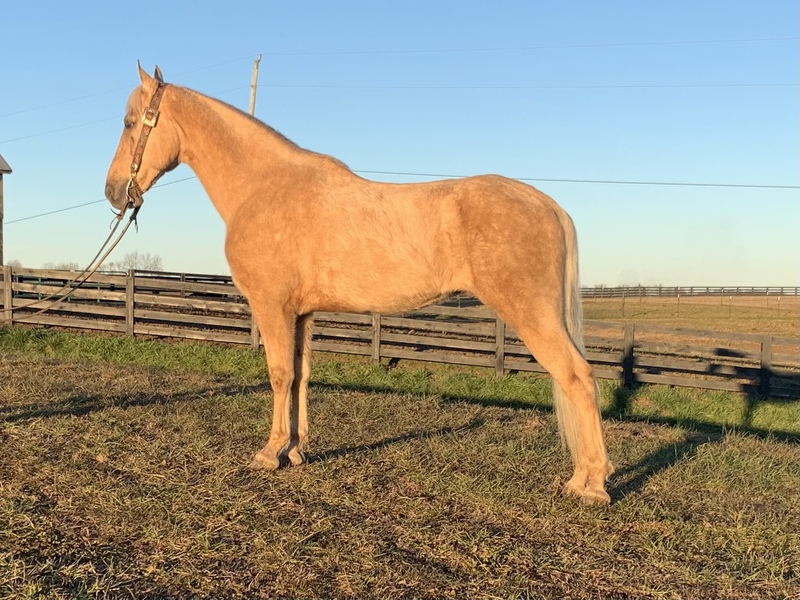 TWH Palomino Trail Horse For Sale in Casey, Kentucky, United States of