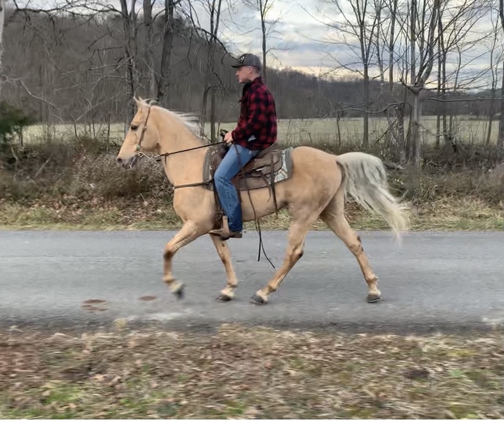TWH Palomino Trail Horse For Sale in Casey, Kentucky, United States of