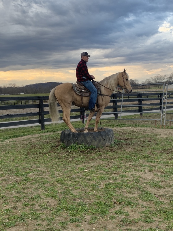 TWH Palomino Trail Horse For Sale in Casey, Kentucky, United States of