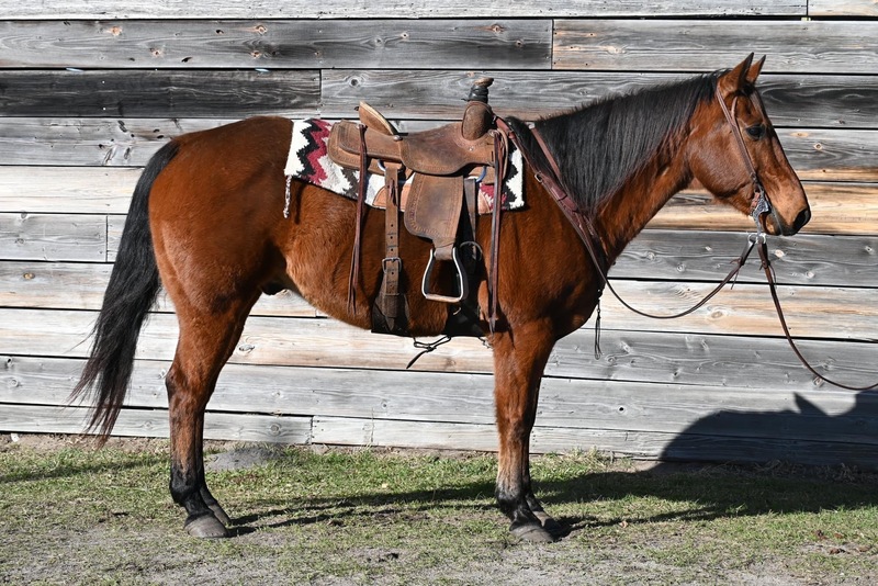 Very gentle and calm QH gelding, great confidence builder HorseClicks