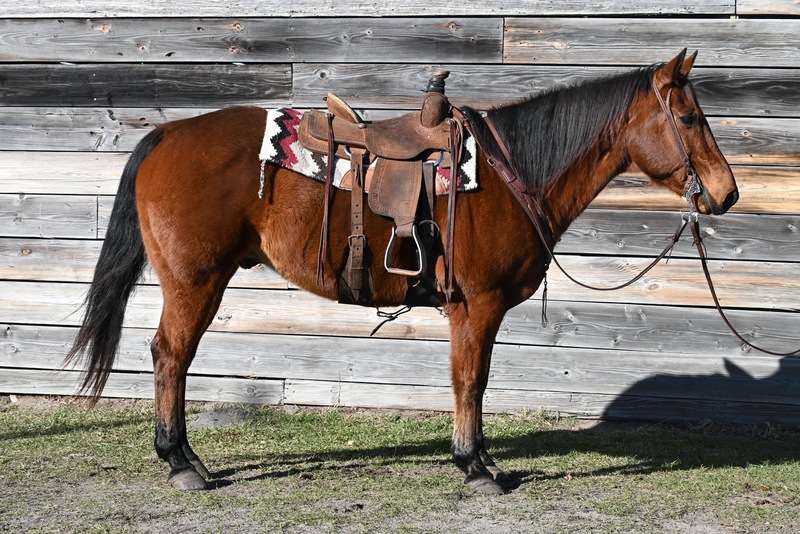 Very gentle and calm QH gelding, great confidence builder