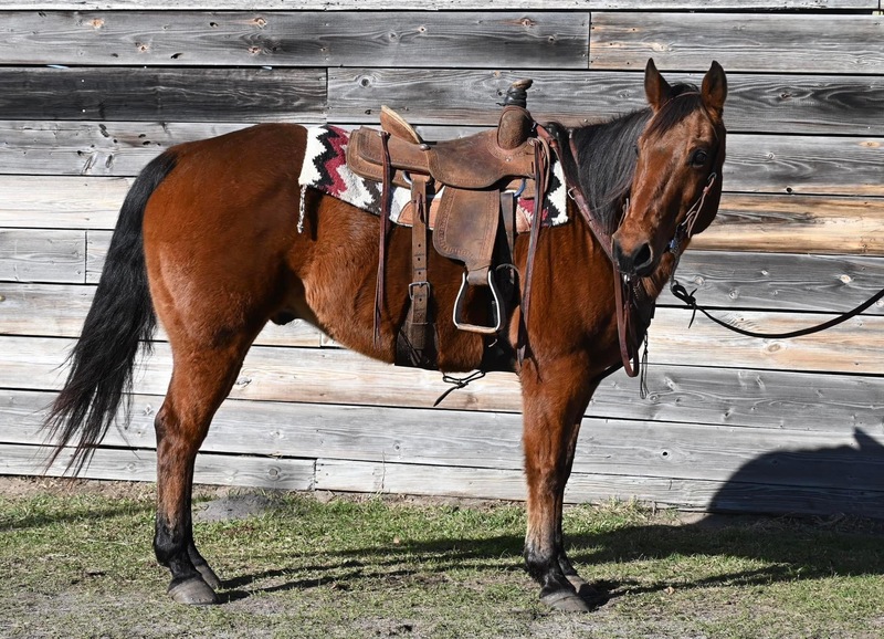Very gentle and calm QH gelding, great confidence builder