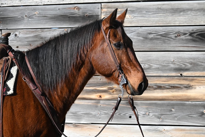 Very gentle and calm QH gelding, great confidence builder