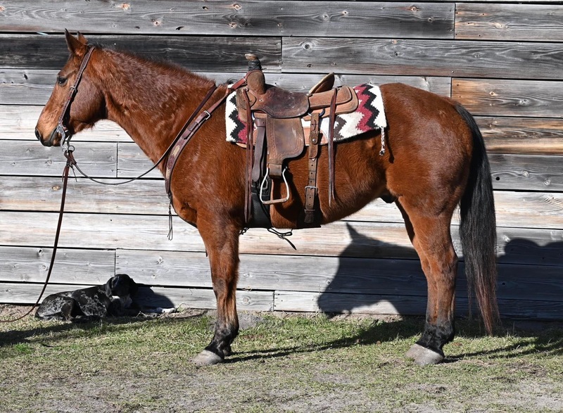Very gentle and calm QH gelding, great confidence builder