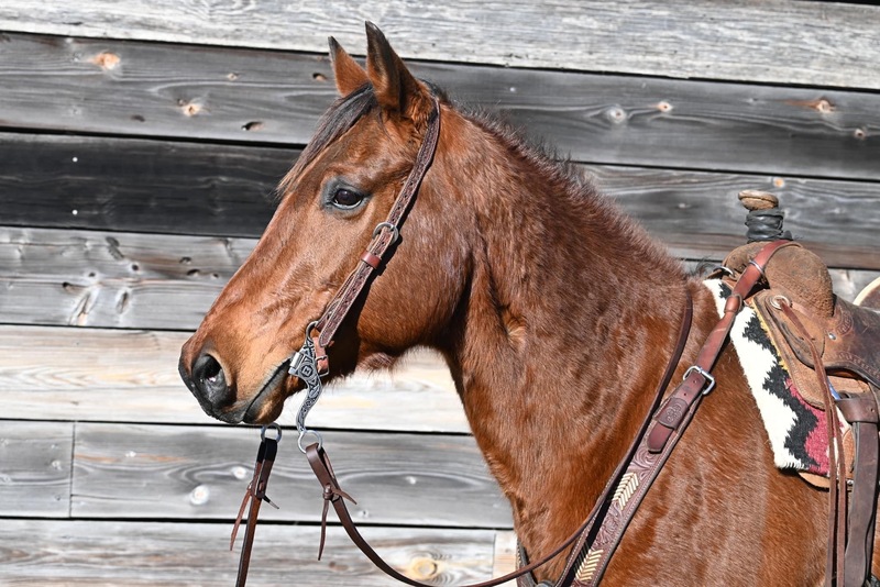 Very gentle and calm QH gelding, great confidence builder