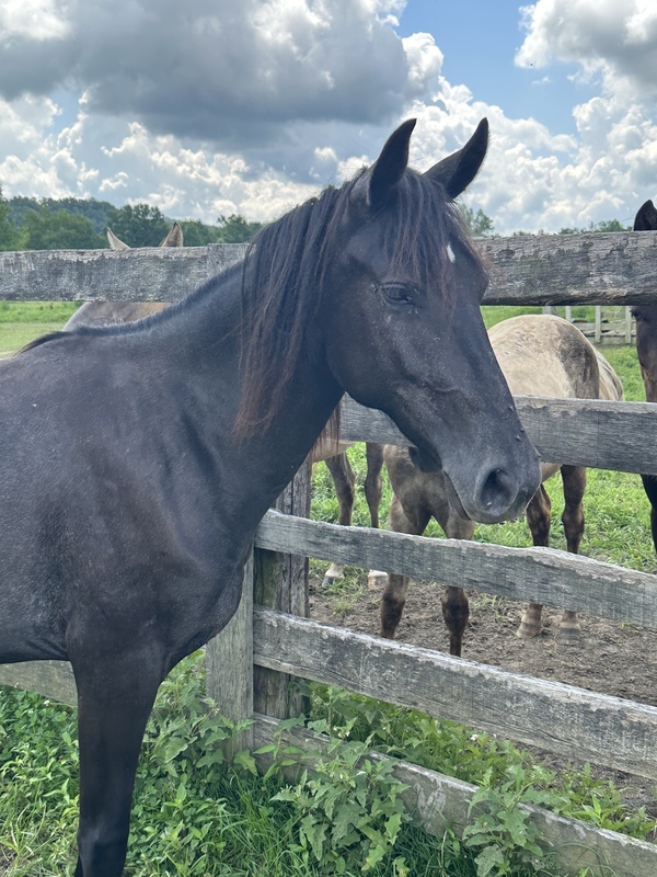 Gorgeous Well Bred Gray 3 Year Old Filly 