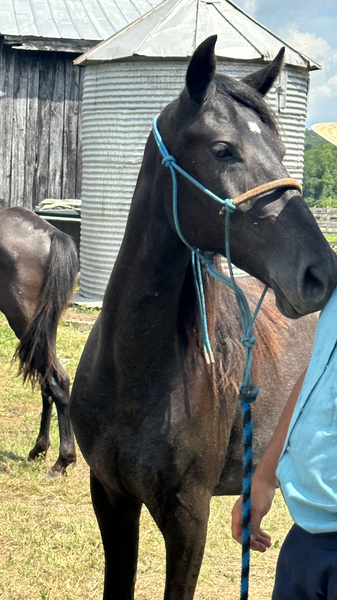 Gorgeous Well Bred Gray 3 Year Old Filly 