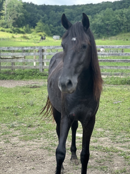 Gorgeous Well Bred Gray 3 Year Old Filly 