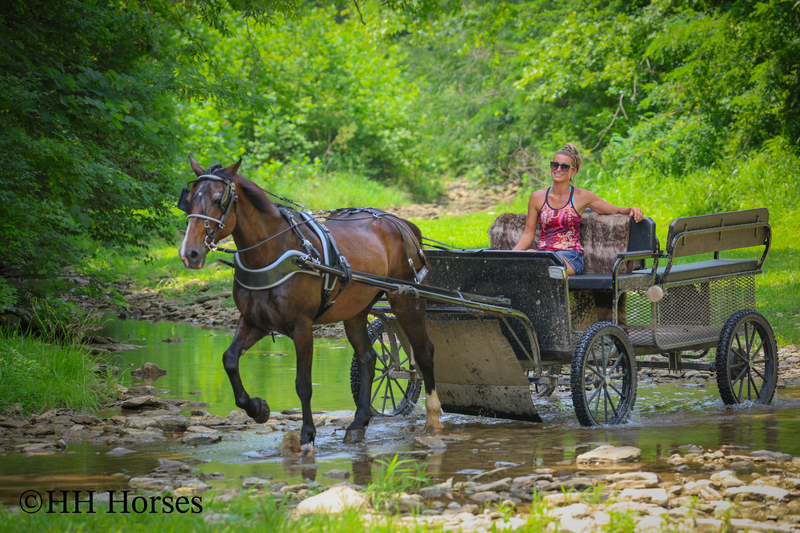Horses for Sale |